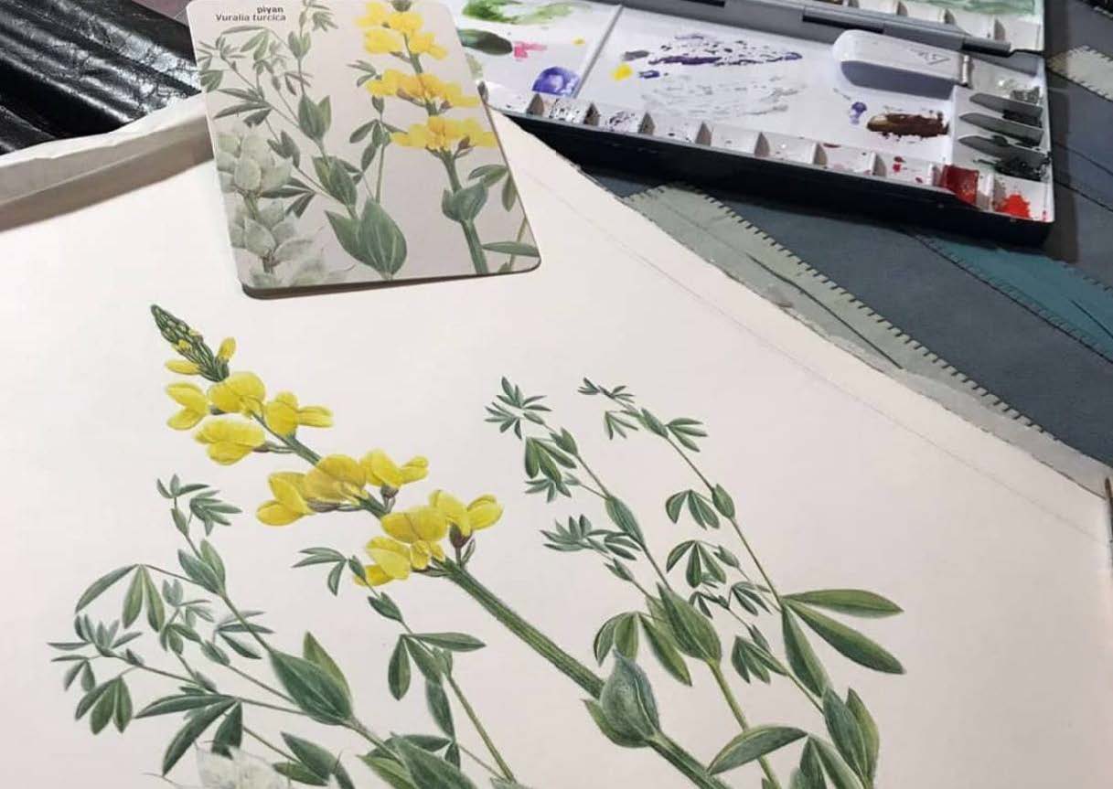 Bitki Ressamlığında Problemler