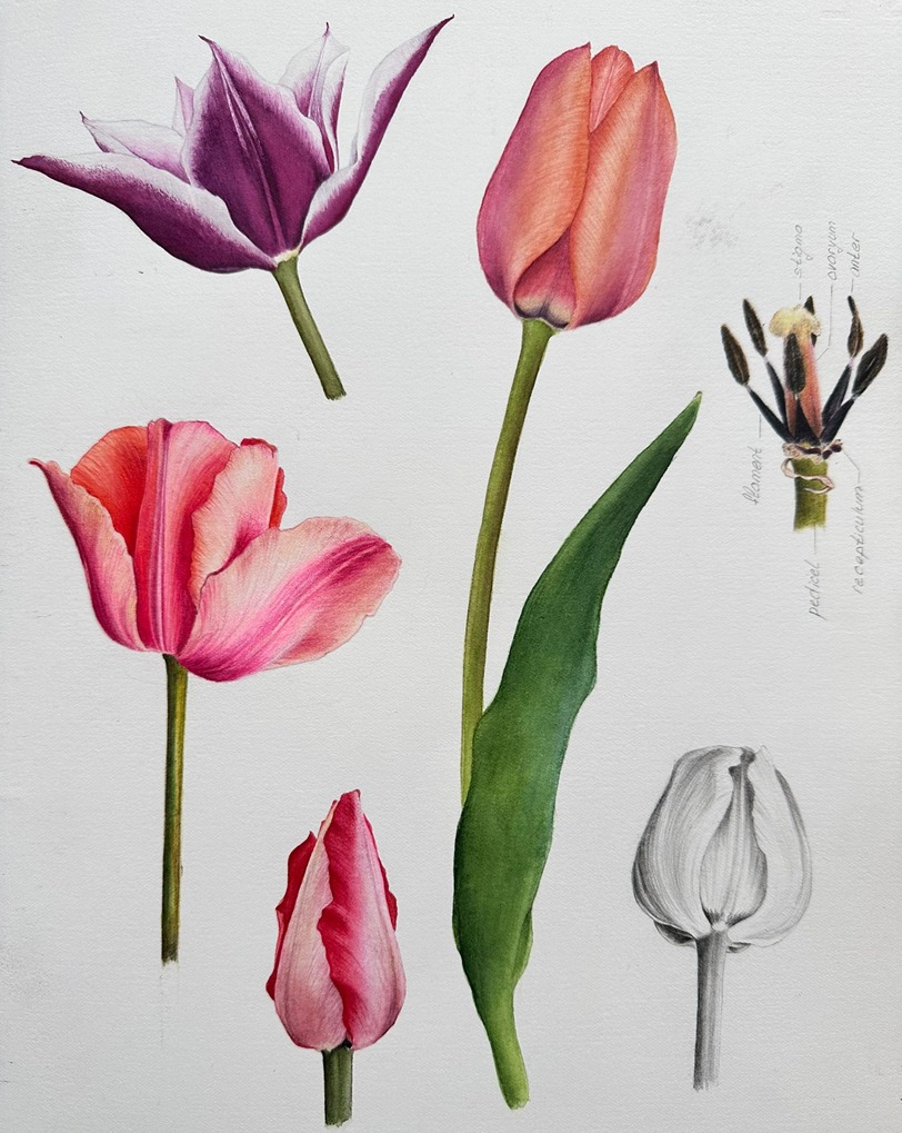 Makro Çiçek Çizimi